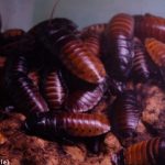 Cockroach surprise for Swedish property mogul