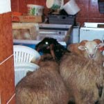 Suspected sheep slaughter in pizzeria