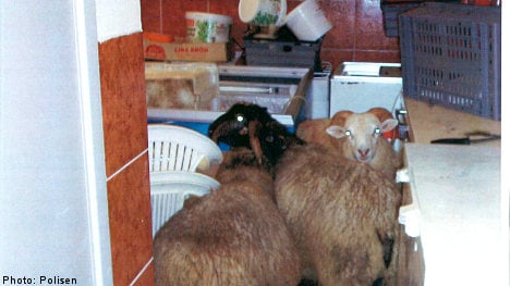 Suspected sheep slaughter in pizzeria