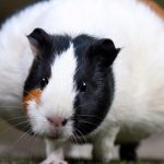 Filthy flat filled with 300 abandoned guinea pigs