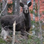 Gothenburg woman injured in surprise elk attack