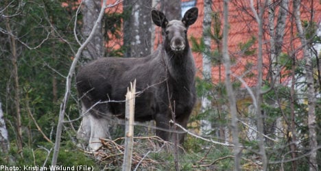 Gothenburg woman injured in surprise elk attack