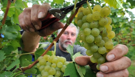 German vintners report ‘small but fine’ grape harvest