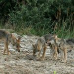 Wolf pup killed by car in Saxony