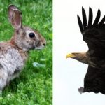 Dad reports rabbit-munching eagle to police