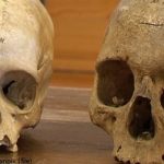 Swedish museum in Hawaiian skull handover