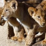 Lion cubs born to Borås public acclaim