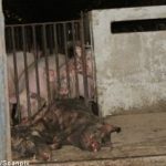 Swedish pig farms flout animal protection laws