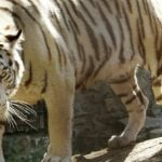 Another tiger attack as woman mauled at zoo