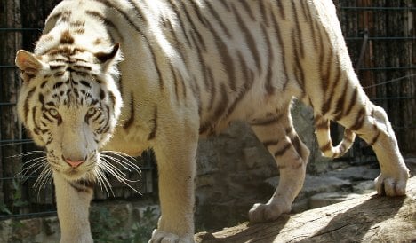 Another tiger attack as woman mauled at zoo