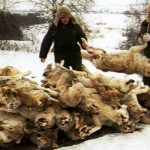 Sweden gives green light to controversial wolf hunt