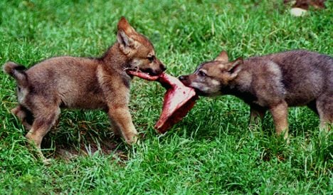 Mecklenburg wolves allowed to devour €150,000 in livestock