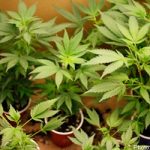 Police raids uncover cannabis-growing network