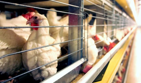 Poultry producer accused of massive animal abuse