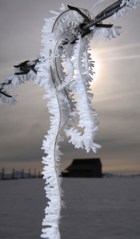 Animal hairs caught on barbed wire fence covered with frost in Osterried, January 24, 2010.Photo: DPA