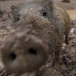 Berlin police shoot wild boar after biting rampage in park