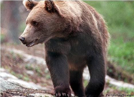 'Bears most feared by Swedes': report