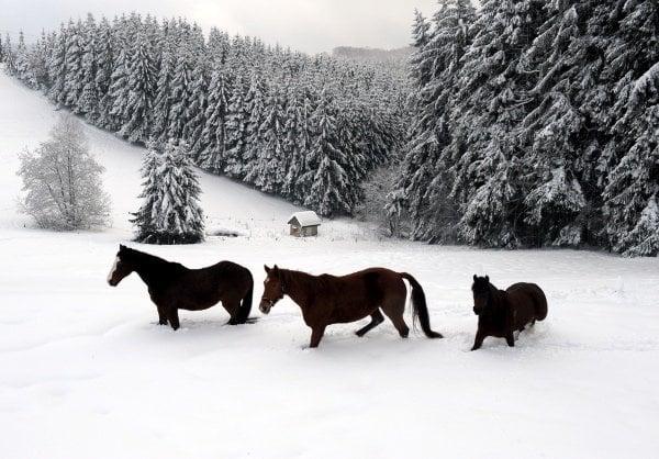 Horses trudge through their snow-covered pasture in Meinerzhagenon Wednesday.Photo: DPA