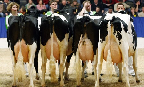 Bovine beauty queens primp and preen for udder domination