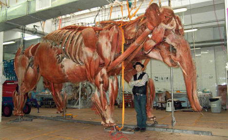 Zoo opens Body Worlds anatomical exhibition for animals