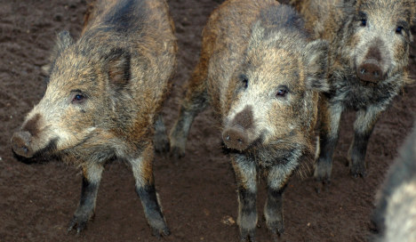 Wild boars run amok through Hamburg
