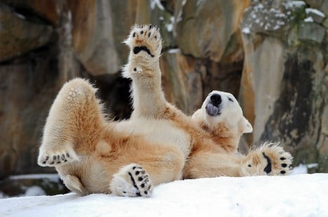 Knut grows up to become Berlin Zoo’s ‘stud’ bear