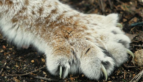 Lynxes clawing back a bit of German wilderness