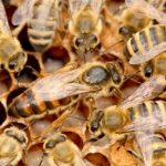 Bee colonies wiped out by killer parasite