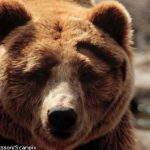 Researcher mauled by ‘sleeping’ bear