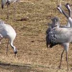 Cranes – and nature-lovers – flock to Swedish lake