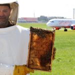 Honey bees monitor air quality at Hamburg Airport