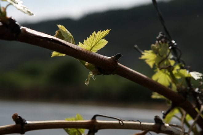 They believe that the quality of the unique Moselle Riesling is at stake.
