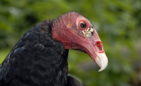 Police enlist Turkey Vulture for corpse searches