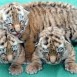 Court convicts Magdeburg Zoo workers for killing tiger cubs