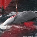 Sweden backs whale hunt plan