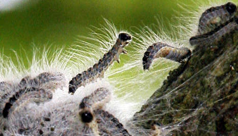 Woodland sealed off due to poisonous caterpillars