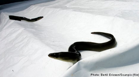 Dead eels baffle local authority