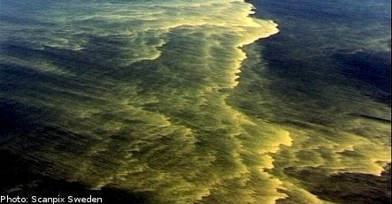 Baltic algal blooms linked to nerve disease