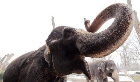 Europe's oldest elephant dies at Stuttgart zoo