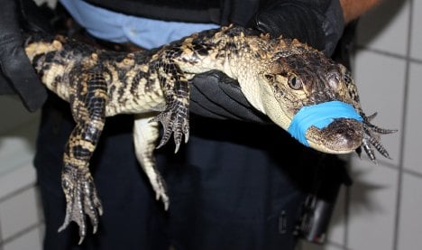 Croc shock for Hessian cops