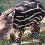 Two rare tapirs born in Sweden in one week