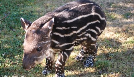 Two rare tapirs born in Sweden in one week