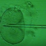 Green light given to gene testing IVF embryos