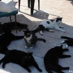 Swedish family lived with 191 cats