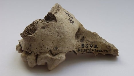 Scientists find ‘oldest’ dog remains