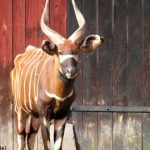 Zoo antelope may have starved to death