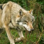 Lambs likely killed by wolves in Brandenburg