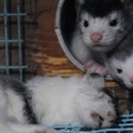 Swedish mink farms slammed for ‘cruelty’