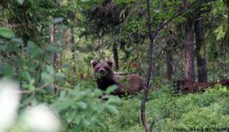 Bear family frightens peeing 11-year-old tourist