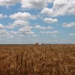 Fungal disease threatens Swedish wheat harvest